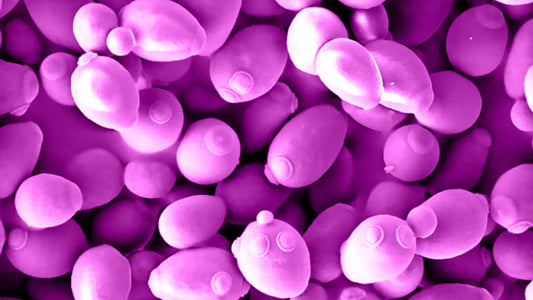 COSA SONO I LIEVITI SELEZIONATI?