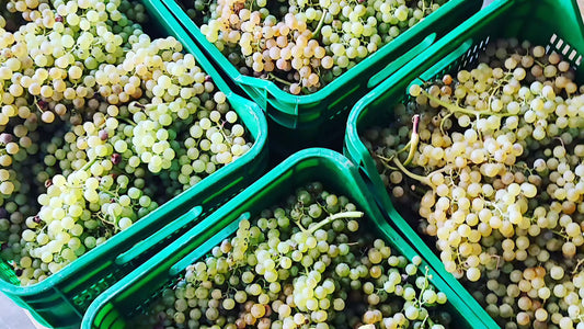 2023: LA PRIMA VENDEMMIA FORA BINA