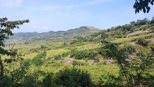 IL FASCINO DELLA PROVINCIA DI VERONA: UNA TERRA DI VINI UNICI