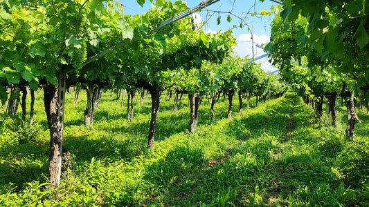 FORA BINA WINE CLUB: NEL NOME LA STORIA DI UN'AVVINCENTE AVVENTURA ENOLOGICA