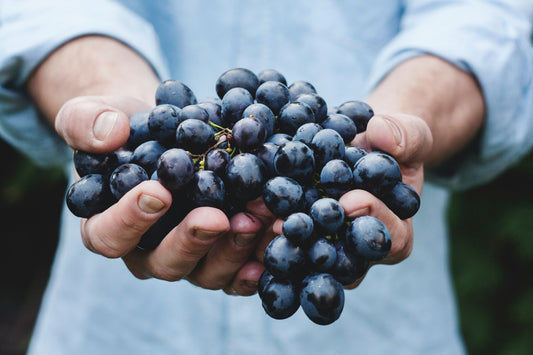 VINI IGT: LA LIBERTA' DI INNOVARE RISPETTANDO LA TRADIZIONE